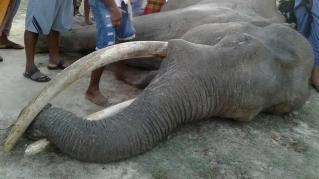 තිලක් ඇතා