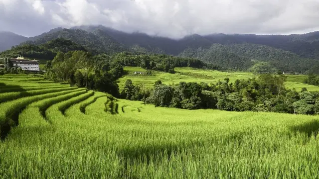 Arroz cultivado orgánicamente en Martam, en el este de Sikkim
