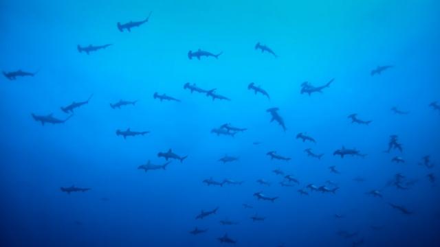 Tubarões-martelo nos arredores da Ilhaesportes da sorte baixar gratisMalpelo