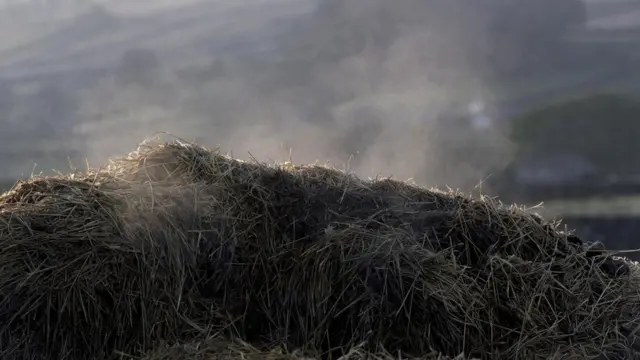 قد يؤدي تغيير نظام تغذية الأبقار والأغنام وغيرها من الماشية إلى تقليص الميثان الناجم عن نشاط الميكروبات التي تُحلّل وتخمر المواد النباتية الموجود في أمعائها