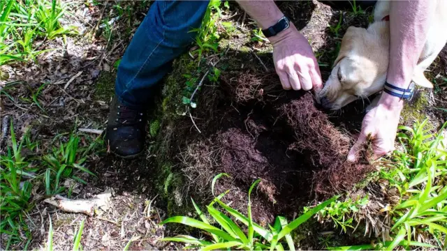 ફંગલ માયસેલિયમ, વૃક્ષોને જોડતા નેટવર્કના "વાયર" તંતુમય સાદડીની જેમ જમીનની નીચે રહે છે.