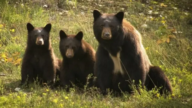 پخوانی انځور