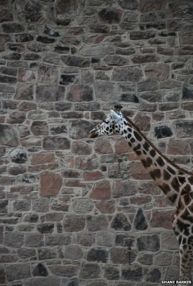 शेन बार्कर द्वारा ली गई तस्वीर