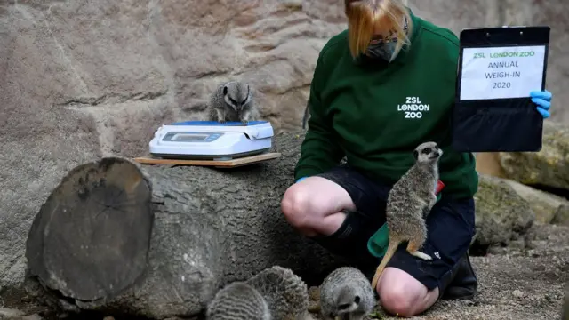 сурикаты в очереди