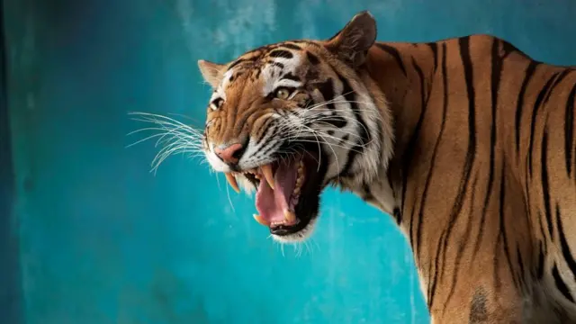 Ilustrasi harimau benggala