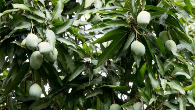 లాక్ డౌన్:కూలీలు లేక చెట్లకే పరిమితమైన మామిడి