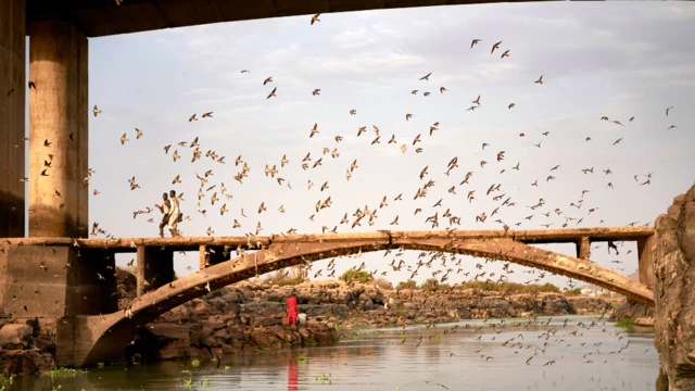 A dai ranar, wasu tsuntsaye suna bi ta saman wata gada da ke saman Kogin Nijar a Bamako da ke Mali.