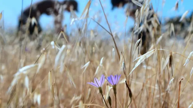 گیاه در معرض انقراض بورودیا