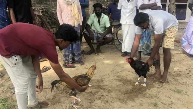 சேவல் சண்டை