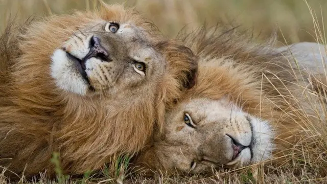 يتميز الأسد الأبيض عن الأمهق بعينيه الزرقاء