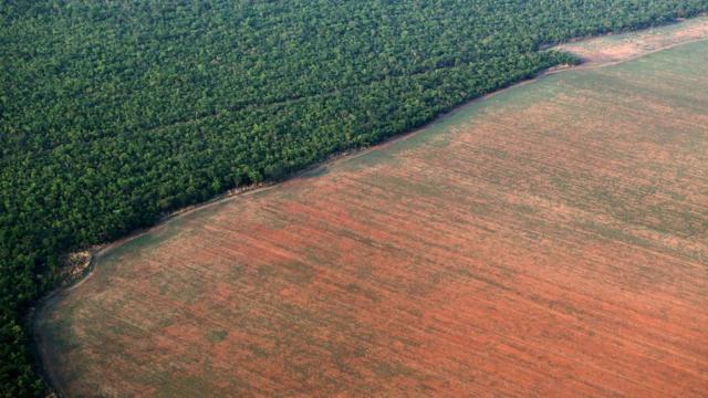 Floresta ao lado de plantação no Mato Grosso