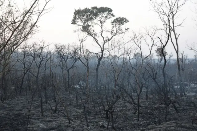 Zona arrasada por el fuego