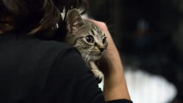 Мачка у наручју