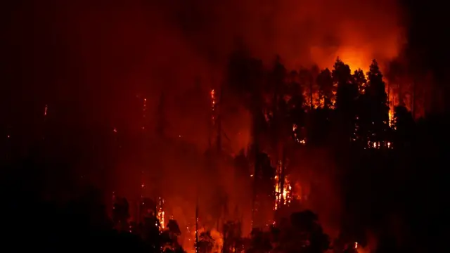 Llamas en el Parque Nacional de Secuoyas a fines de agosto