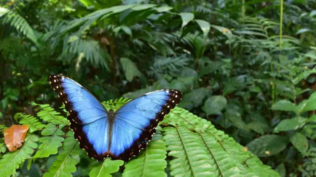 Borboleta azul sobre folhasonline casino blackuma floresta