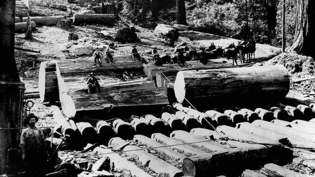 Foto antiga em preto e branco de corte de árvores na Califórnia, com trabalhadoes sentados em enormes troncos de madeira caídos