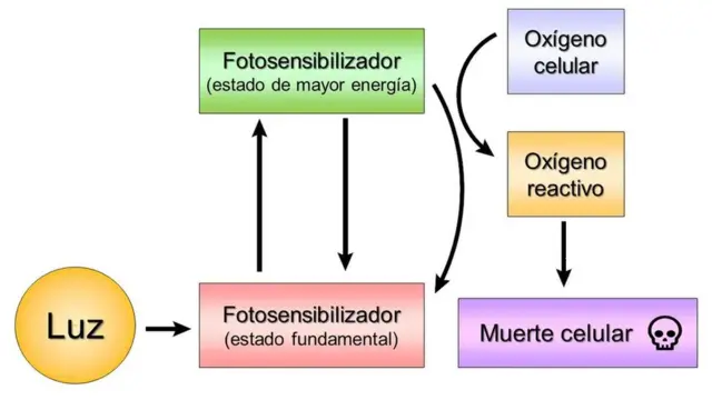 Mecanismo de acción de la terapia fotodinámica.