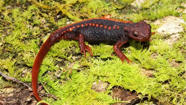 Tylototriton anguliceps