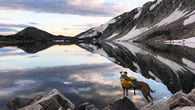 O cachorro Henry observa um gago cercadoflamengo real madridmontanhas nevadas