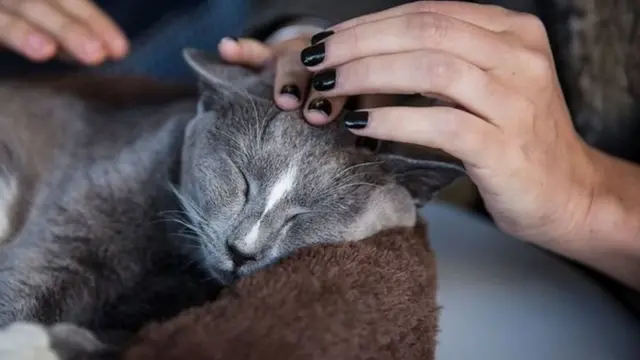 பூனைக்கு பாலூட்டியதற்காக சிறைத்தண்டனை பெற்ற மூதாட்டி