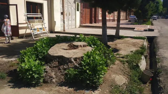 Арчаларга жой берган эски чинорлар.