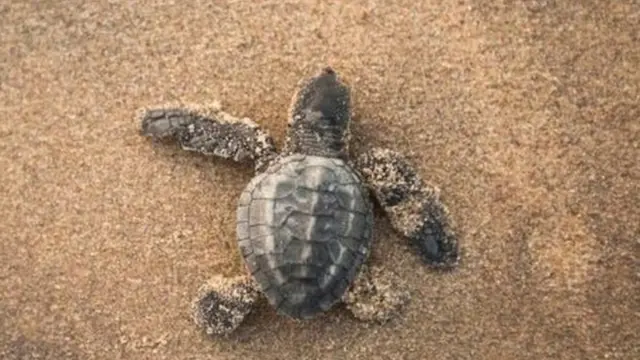 سلحفاة صغيرة