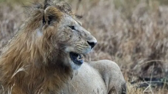 சிங்கம்