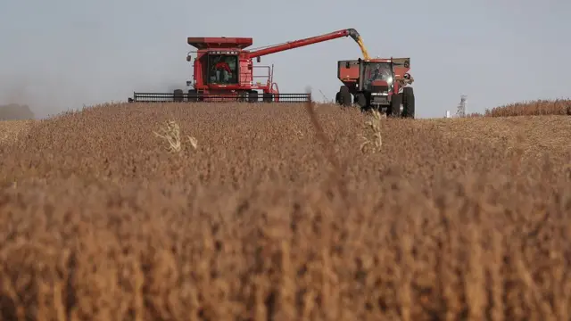 美国爱荷华州一片大豆田(资料图片)
