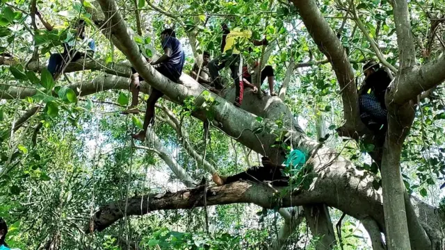 மரத்தில் ஏறி ஆன்லைன் வகுப்பில் கலந்துகொள்ளும் மாணவர்கள்.