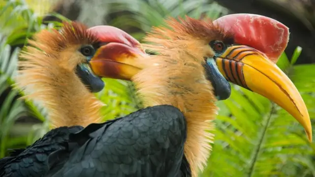 賞鳥是柬埔寨暹粒的一項熱門活動（圖片來源：Getty Images）