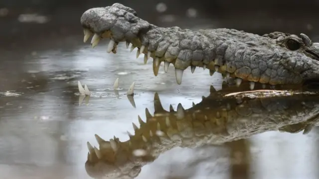 Крокодил