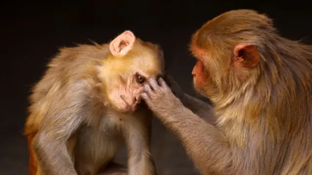 ਬਾਂਦਰਾਂ ਦਾ ਜੋੜਾ