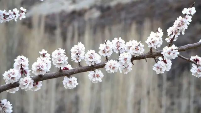 سکردو اور ہنزہ میں موسمِ بہار