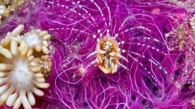 تمثل الجراثيم 90 في المئة من جميع الكائنات الحية التي تعيش في المحيطات