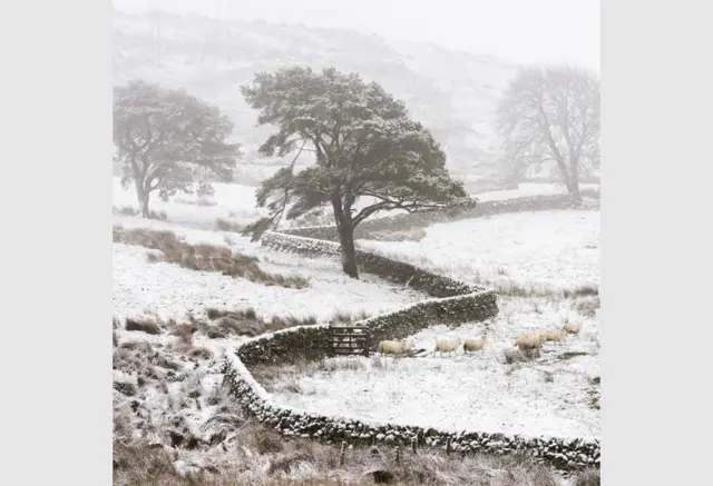 Crooked by Dylan Nardini