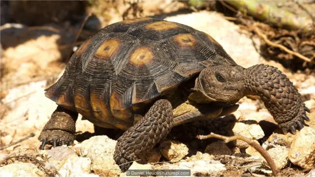 Tartaruga do deserto