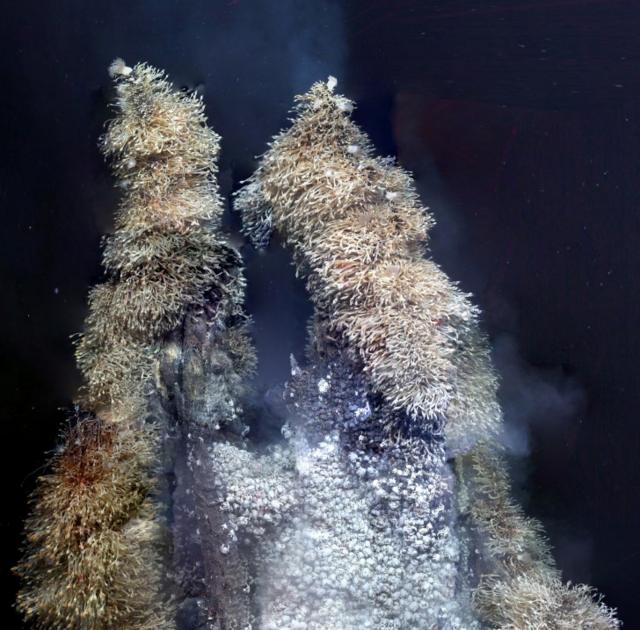 最近发现的南极海域几处热液喷口，人们发现了大量的"霍夫蟹"