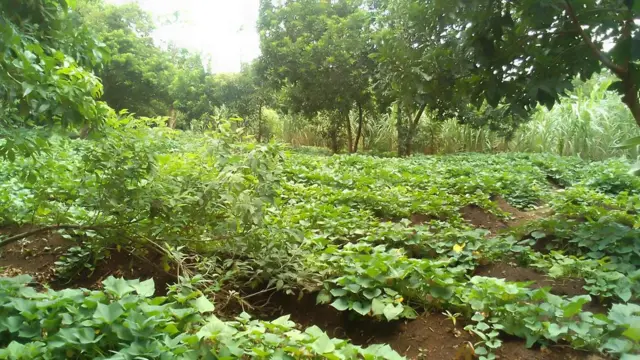 Horta da prisão