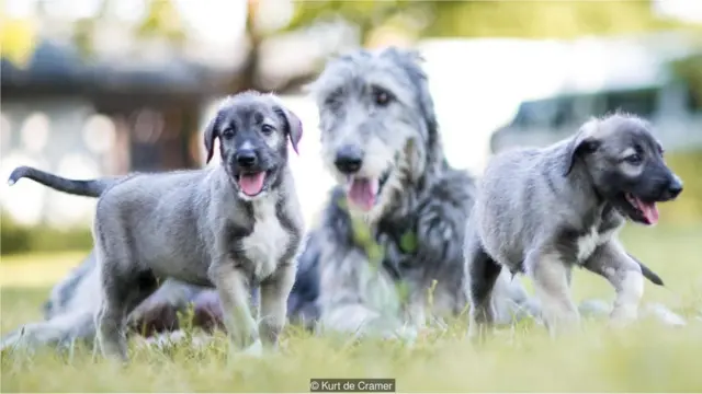 Cachorros gemelos con madre