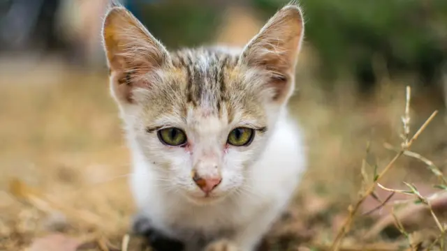 அரவிந்த் ரெங்கராஜ், திருச்சி