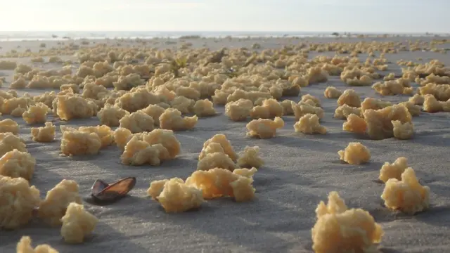 Parafina aparecida en la costa norte de Francia