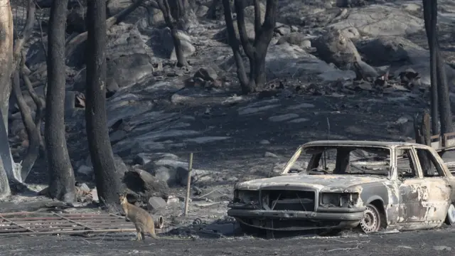 آتش‌سوزی در استرالیا