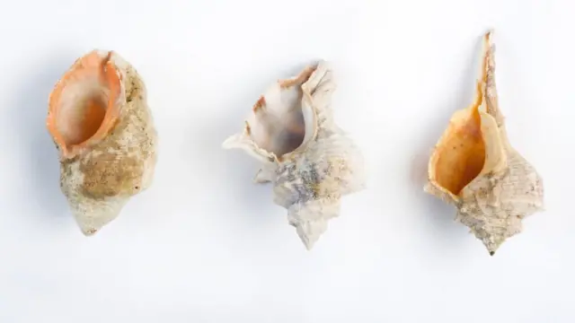 Своїм кольором тканина завдячує трьом видам молюсків