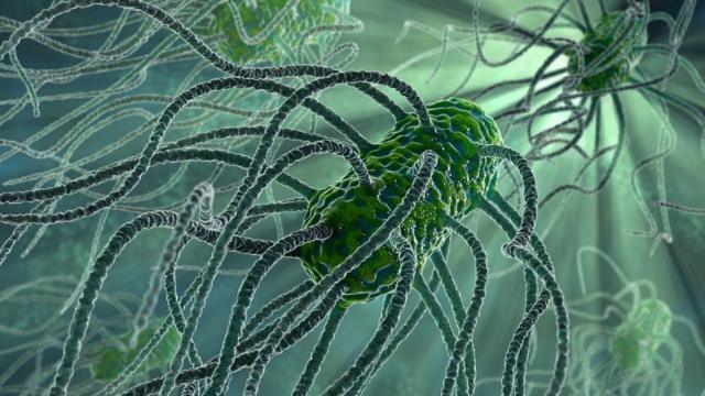 Investigar a comunicação entre bactérias dentro do corpo pode ser outra formaapostas esportivas memeresolver o problema