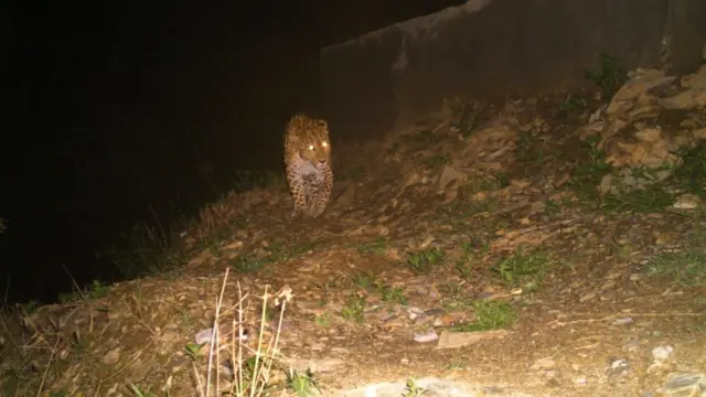 तेंदुआ-मानव संघर्ष