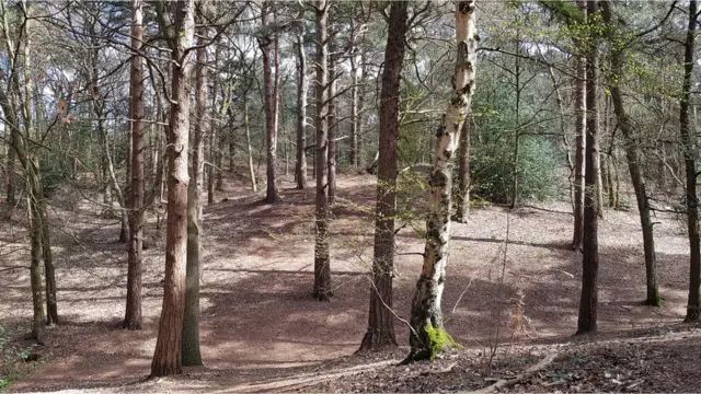 植物中所釋放的芬多精(phytoncide)則可以增加人體的自然殺傷細胞的數量和活動能力,從而起到促進人體健康和抵禦疾病的能力。