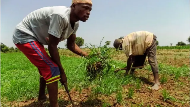 Awọn agbẹ meji n sisẹ ninu oko wọn