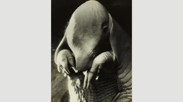 تظهر لوحة بورتريه لبيكاسو رسمتها مار عام 1936 موهبتها وهي تبدأ في التفجر