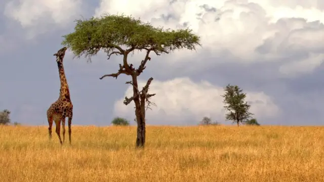 Жирафы могут доставать до верхушек очень высоких деревьев