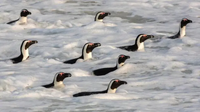 ஆஃப்ரிக்கன் பென்குயின்கள்